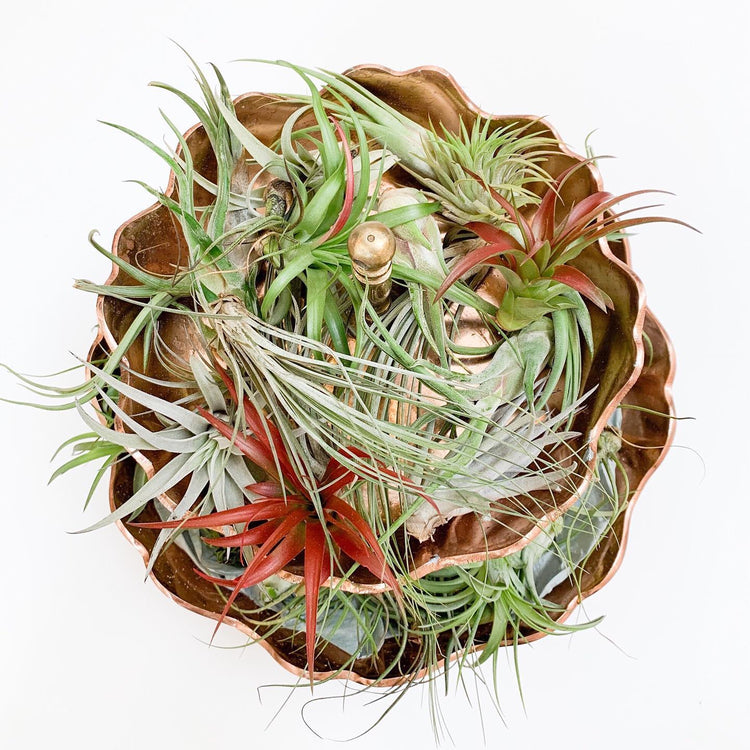 Airplants