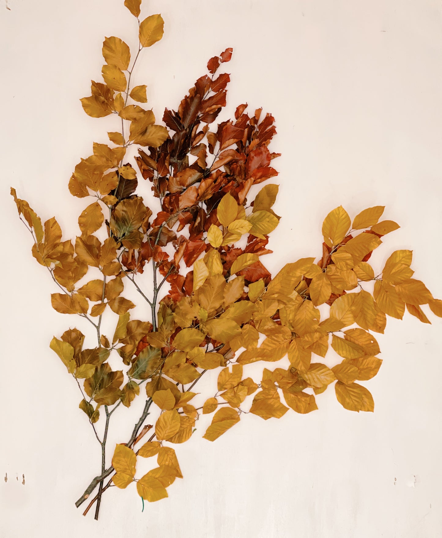 Copper Beech Bunch