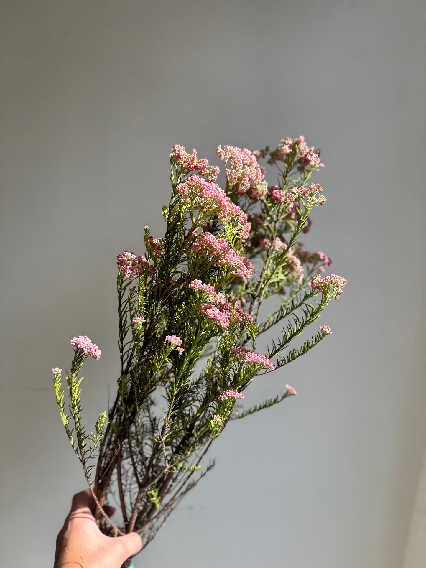 Rice Flower Pink
