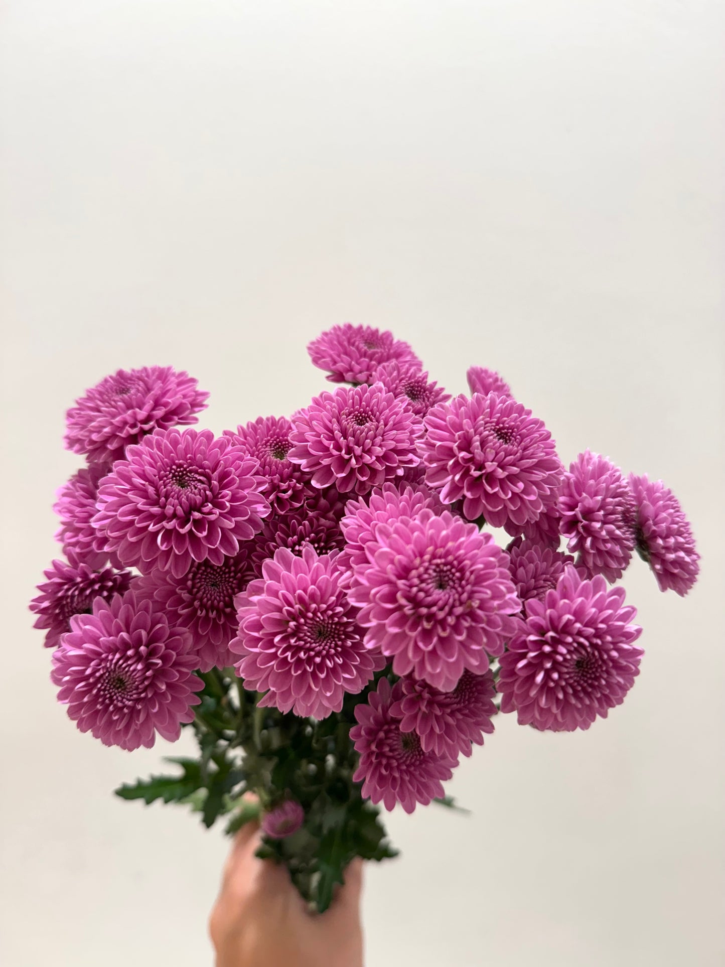 Pompom Buttons