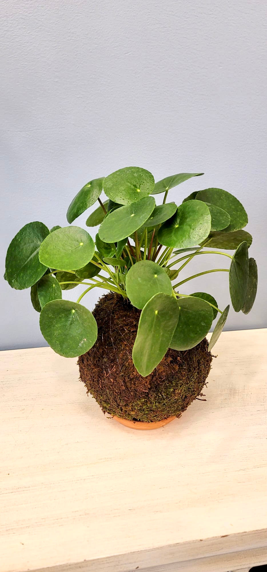 Pilea Kokedama