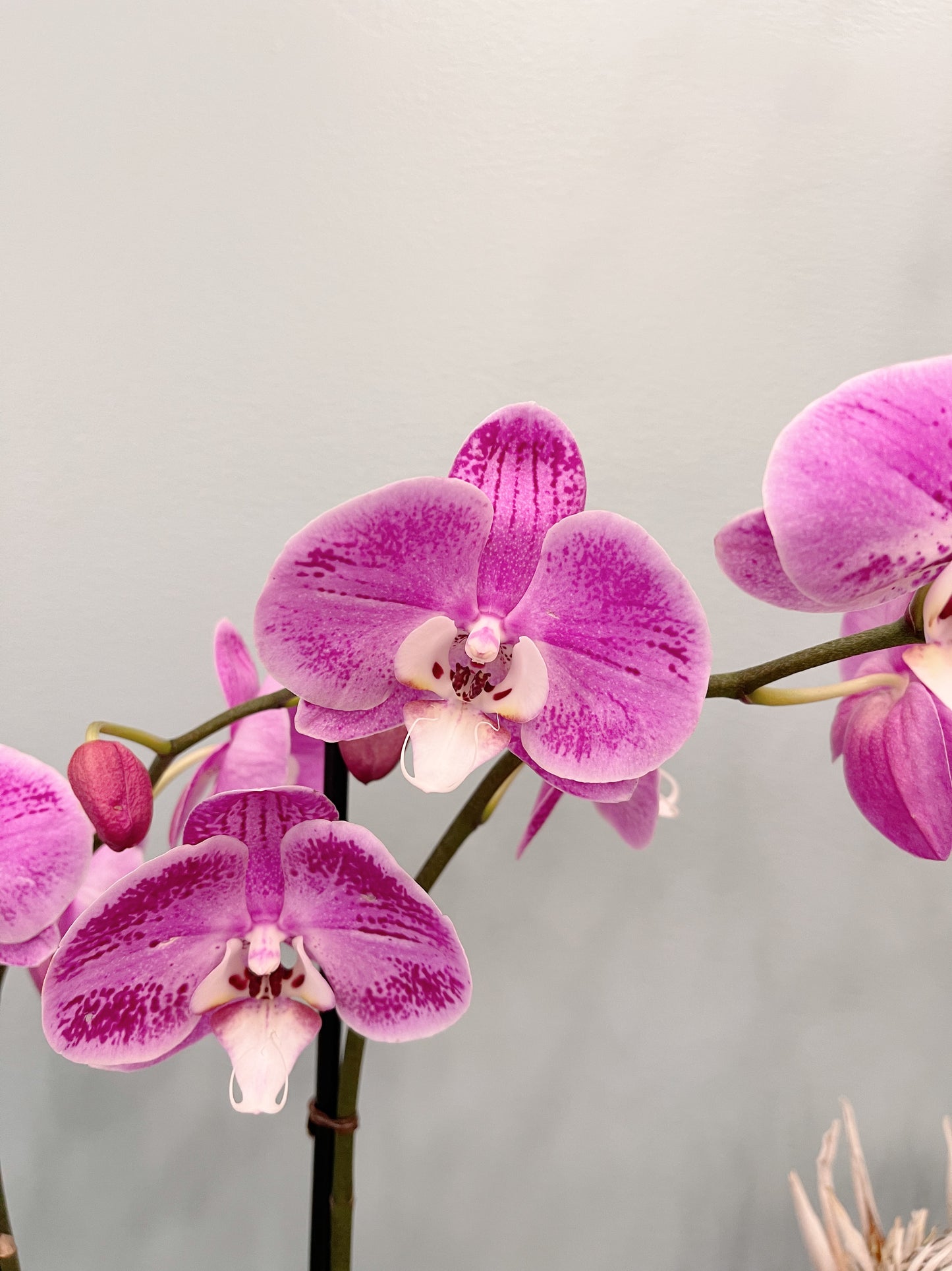 Kokedama Phalaenopsis Orchid