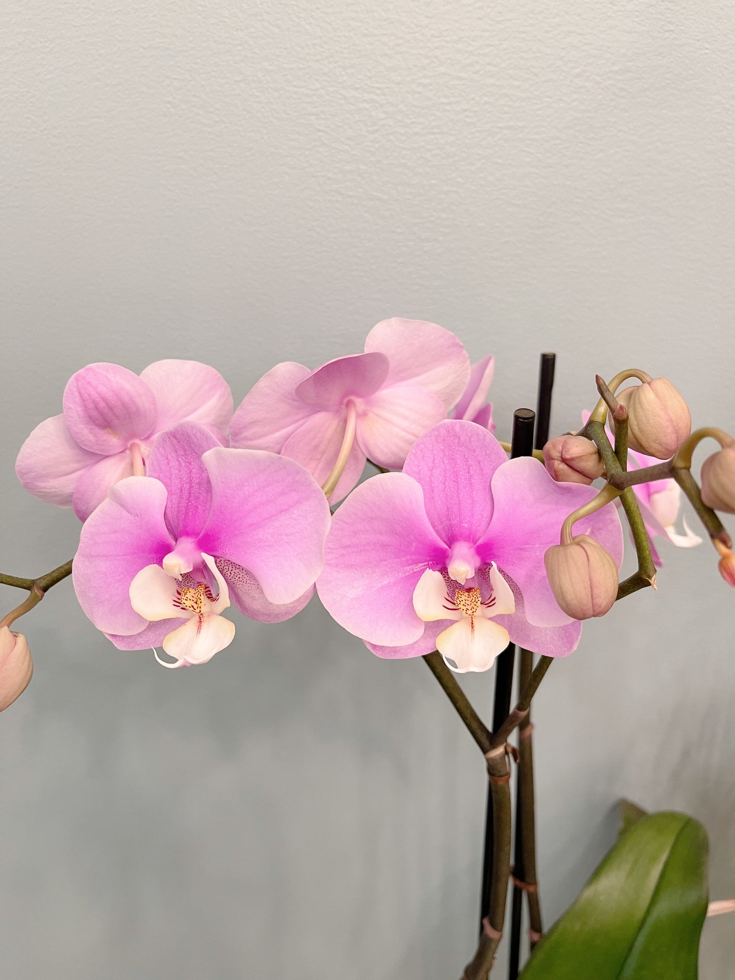 Kokedama Phalaenopsis Orchid Large