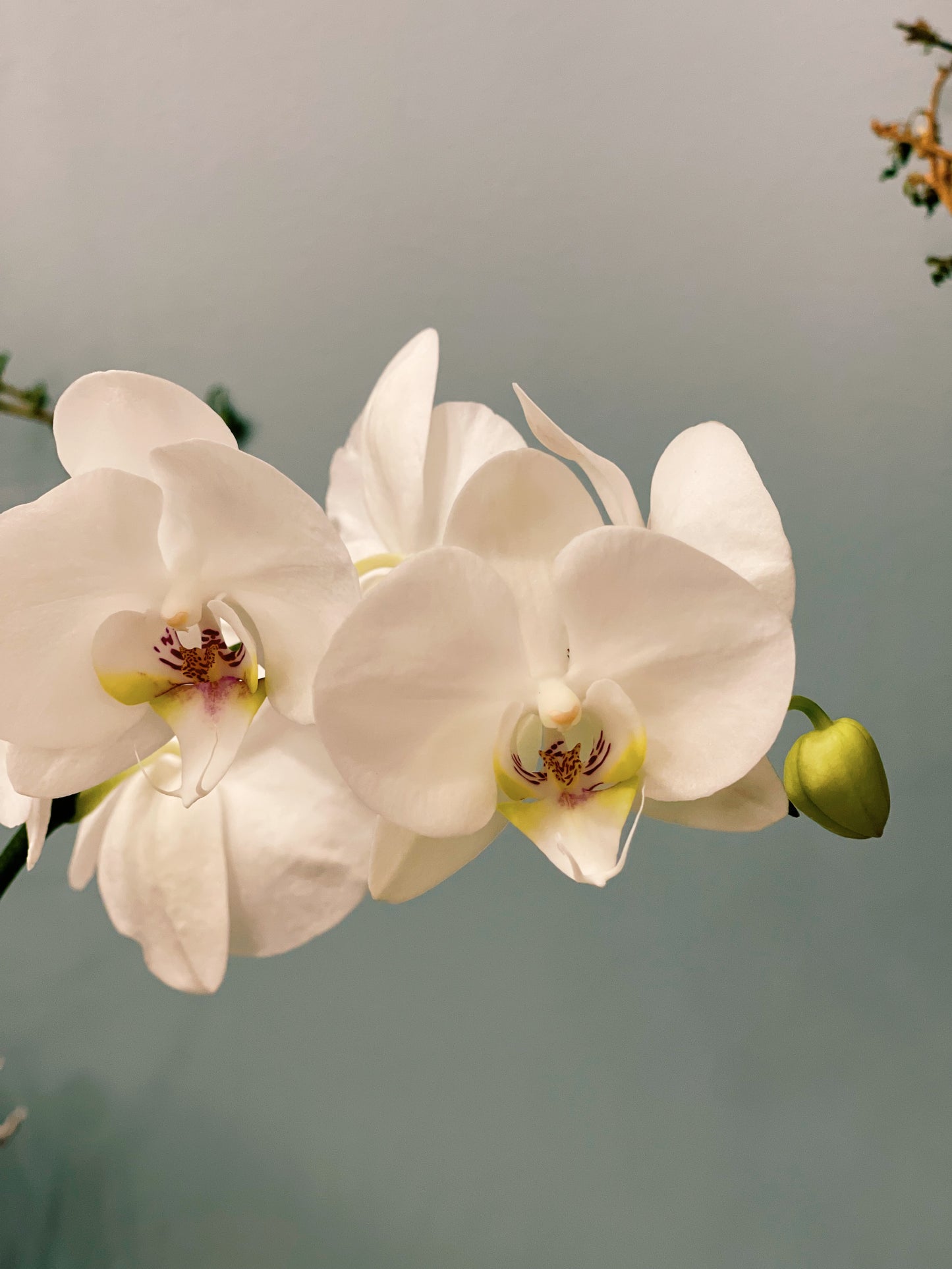 Kokedama Phalaenopsis Orchid