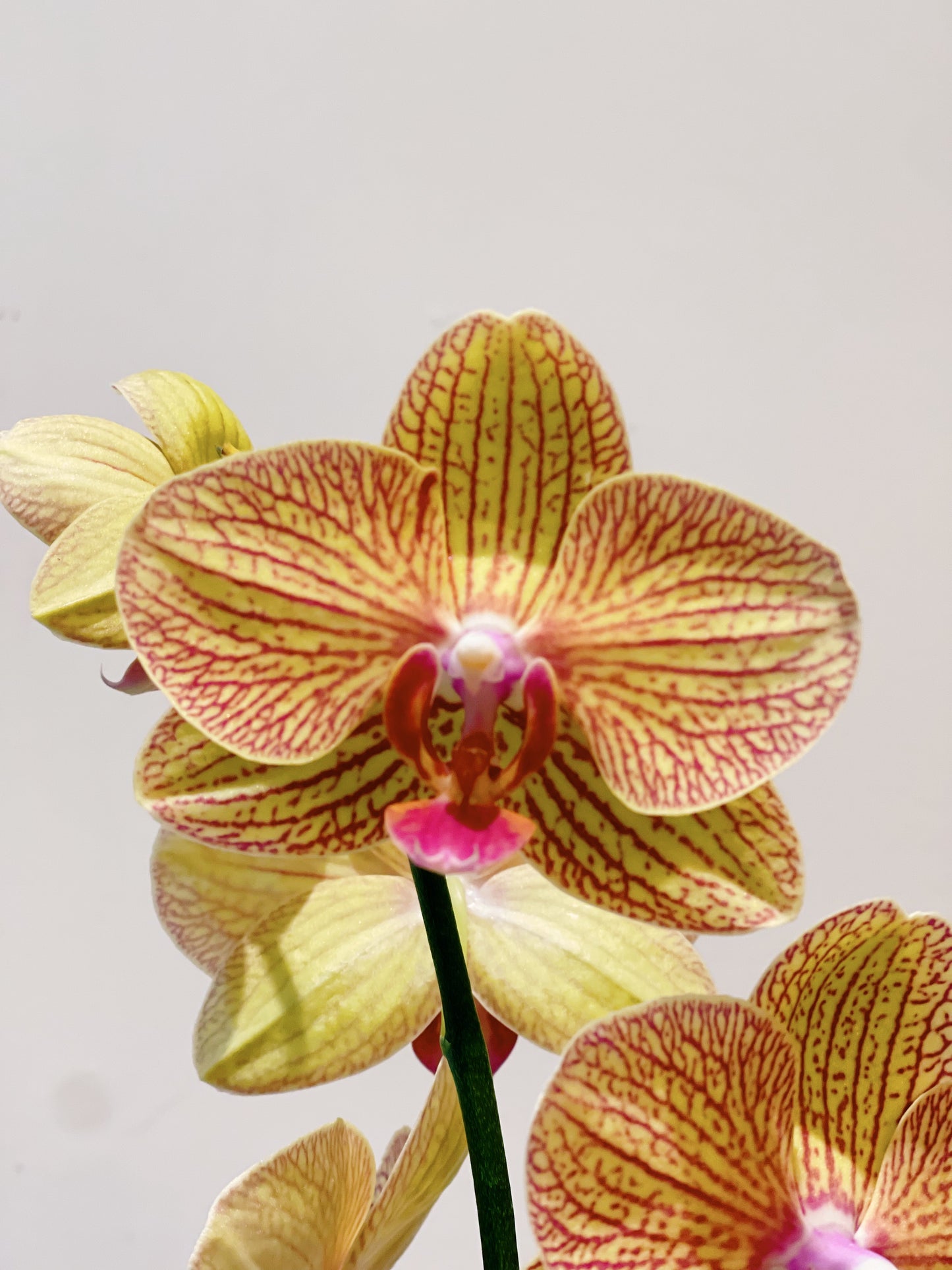 Kokedama Phalaenopsis Orchid Large
