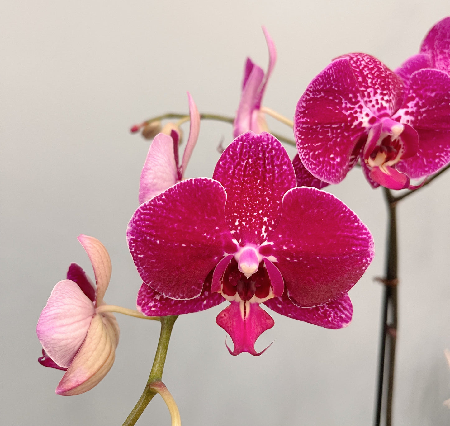 Kokedama Phalaenopsis Orchid