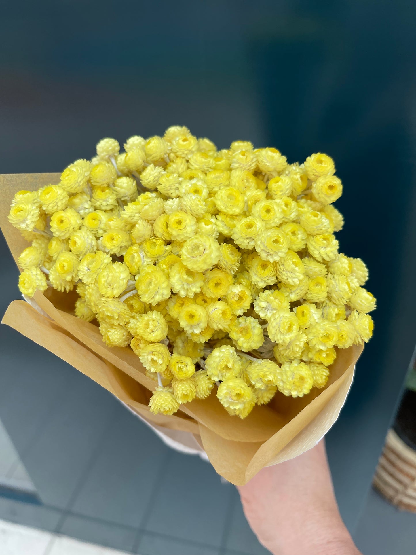 Inmortelle Preserved Flowers