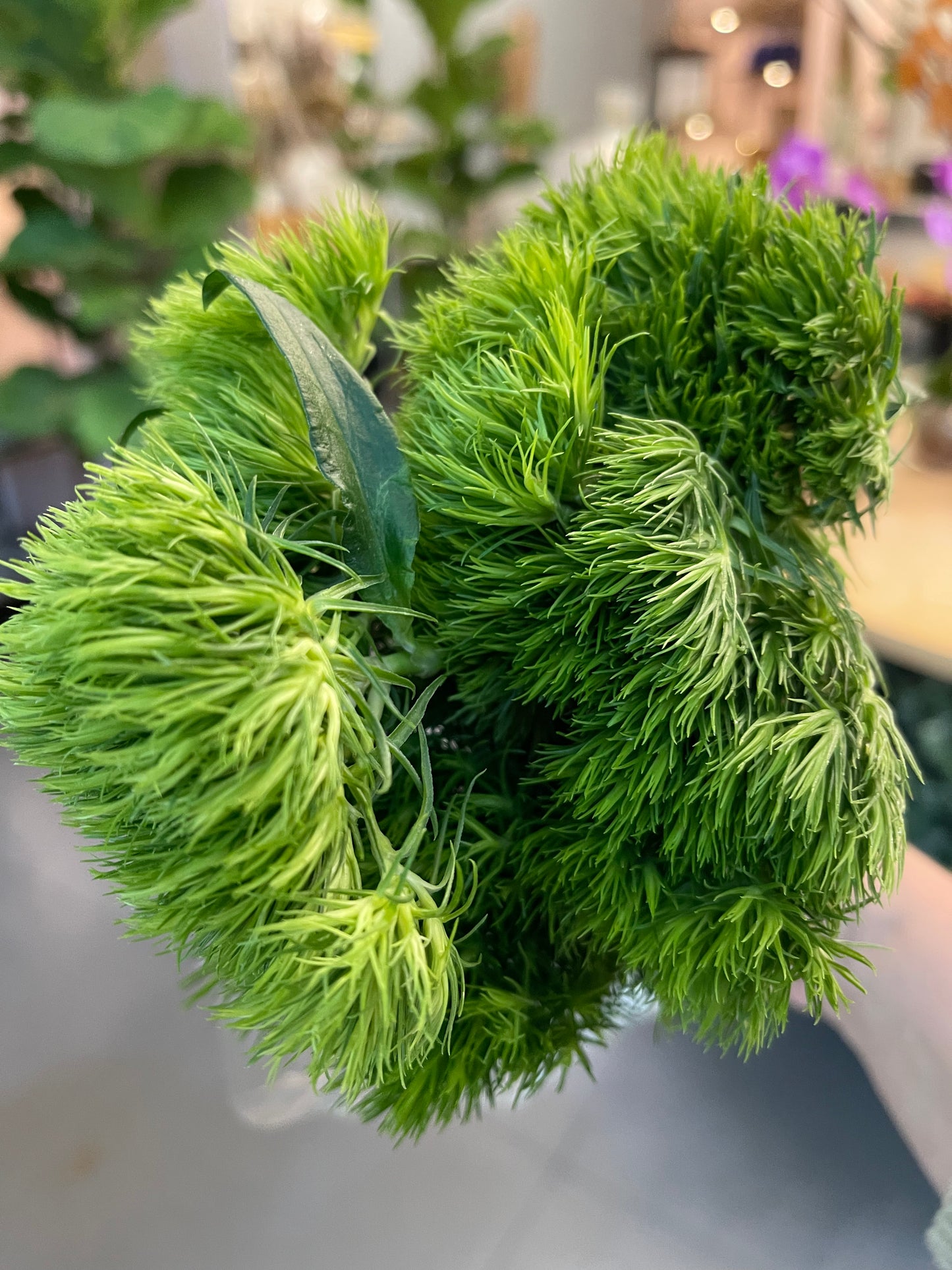 Dianthus Green Ball