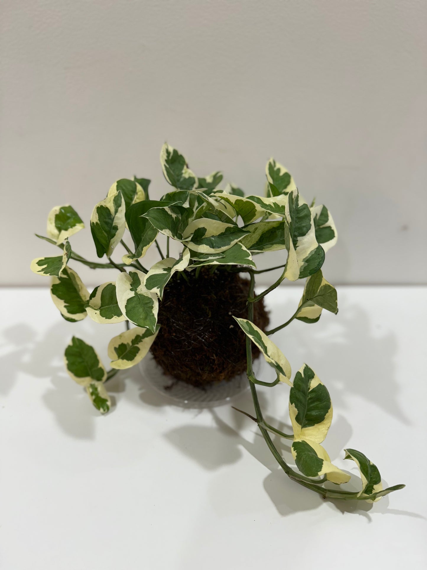 Kokedama Pothos