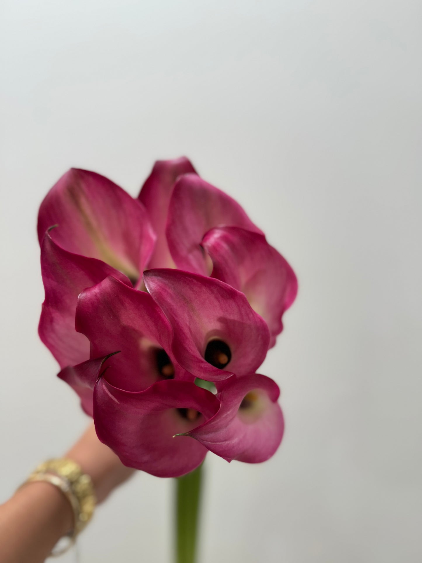 Calla Lilies Bunch