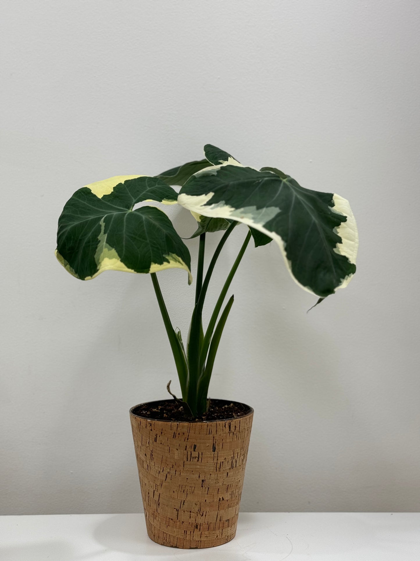 Alocasia Mickey Mouse Potted