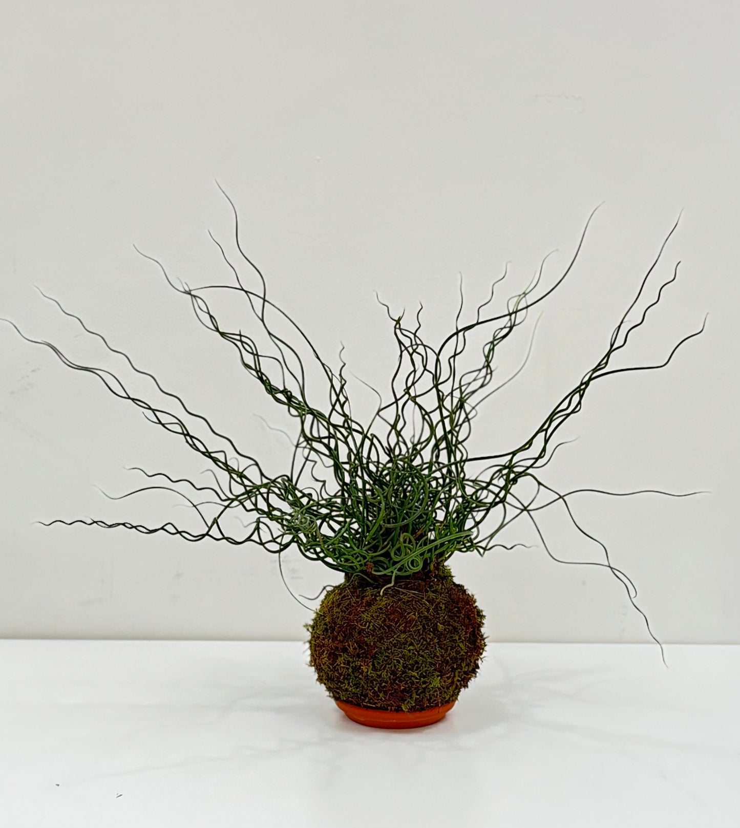 Kokedama Junco