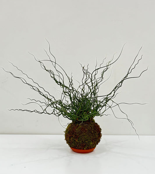 Kokedama Junco