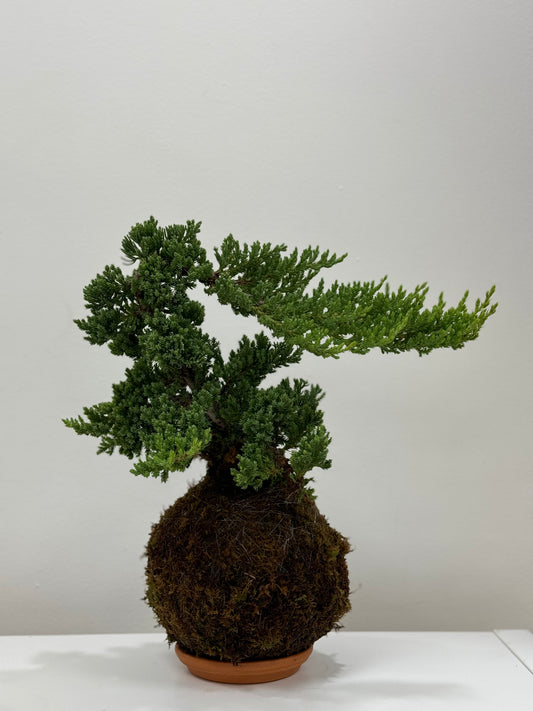 Kokedama Juniper