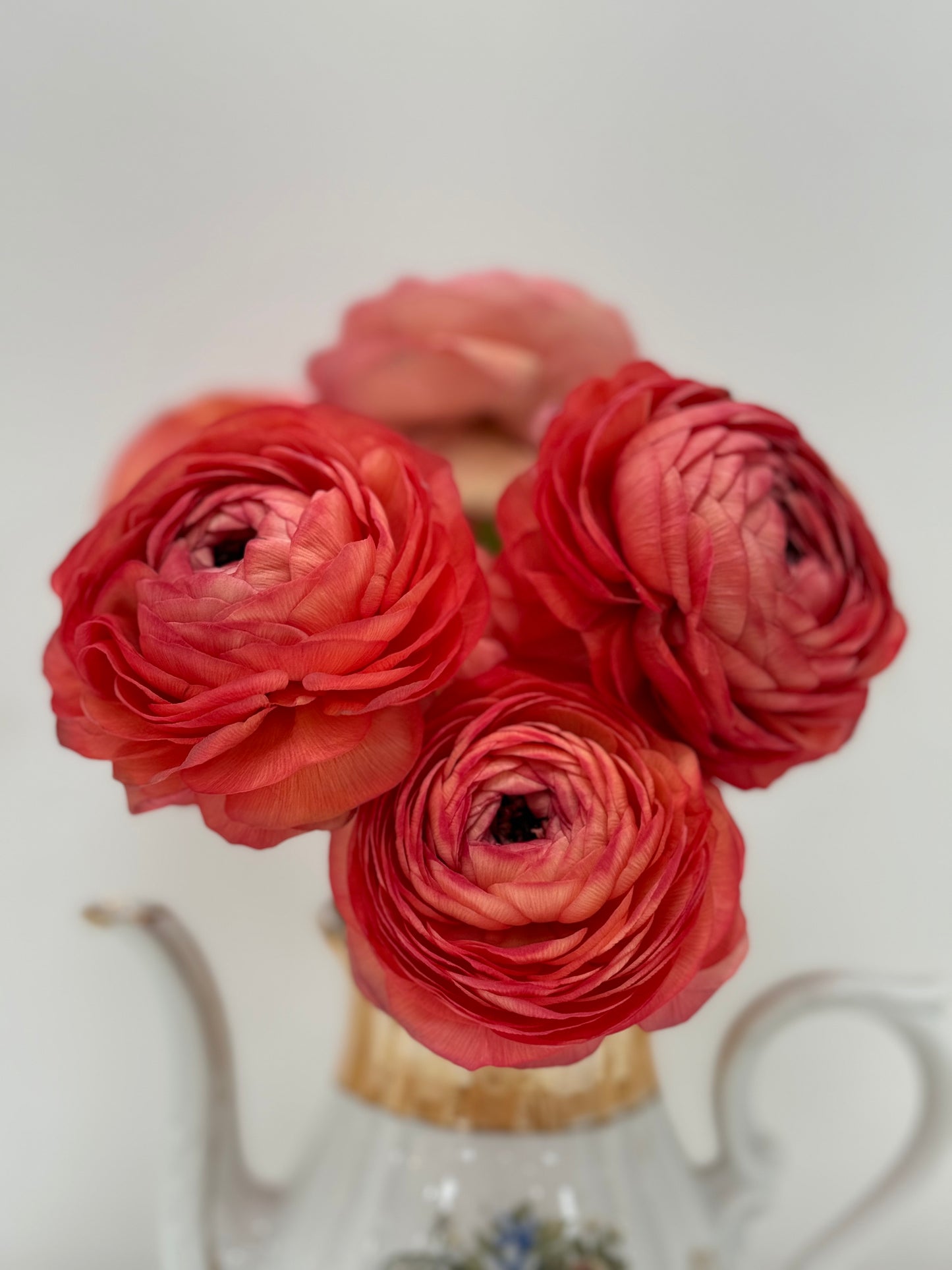 Ranunculus Coral Bunch