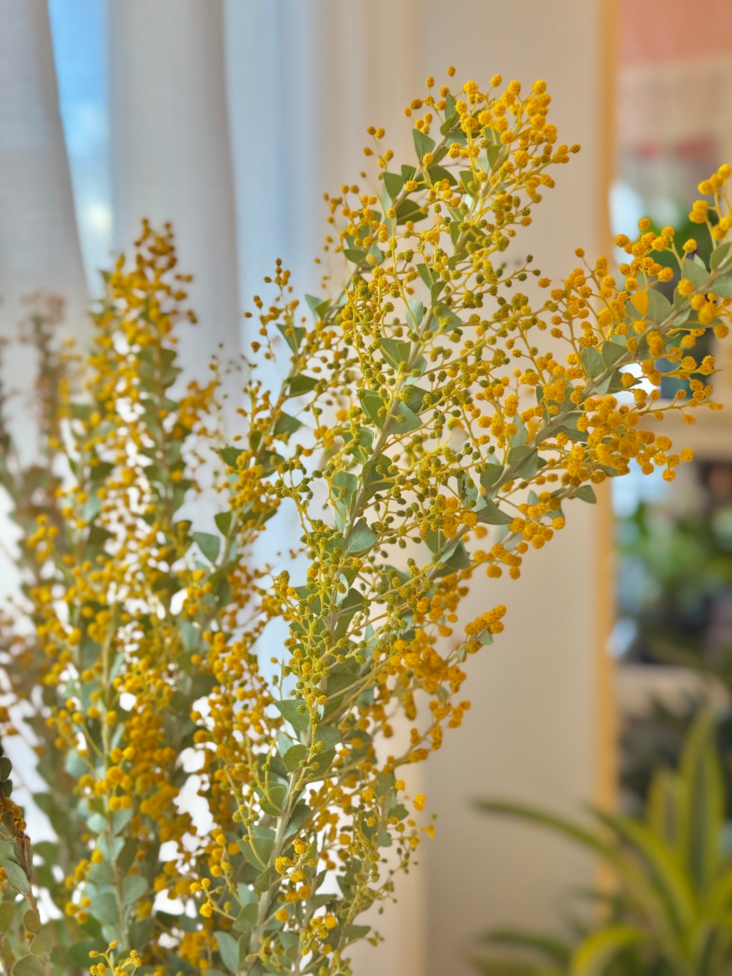 Acacia Mimosa Bunch