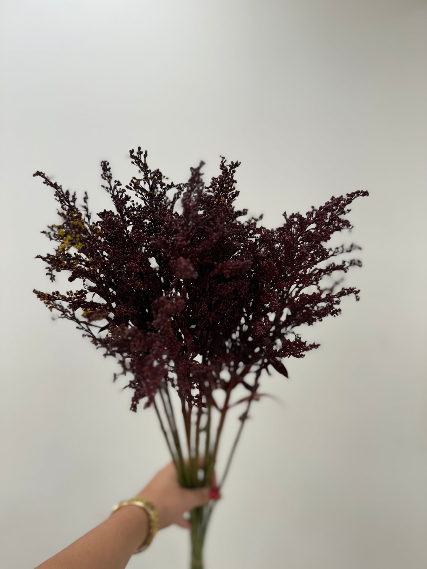 Aster Burgundy Tara Solidago