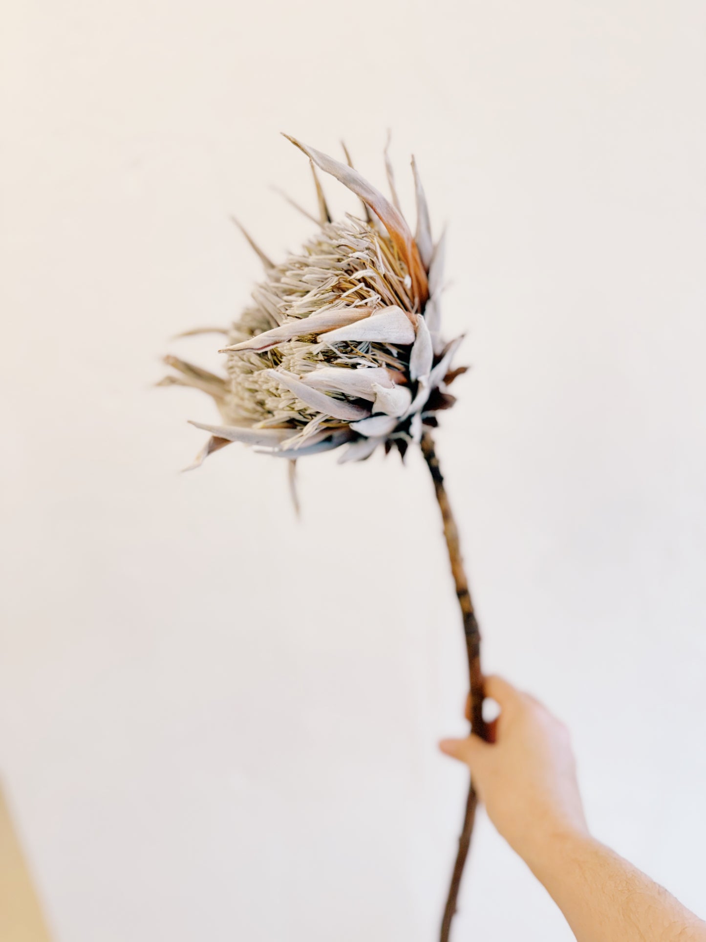 King Protea Dried Stem