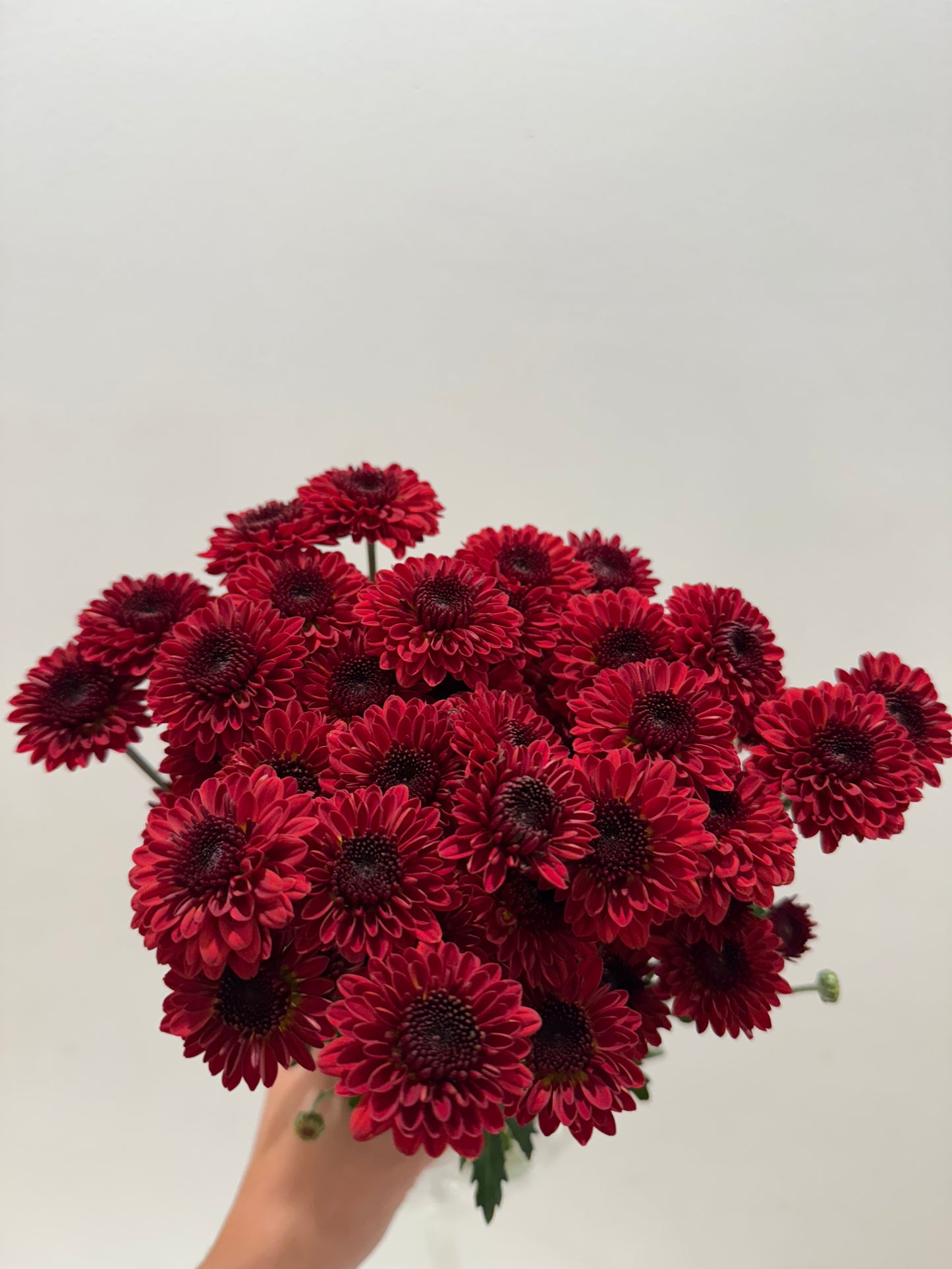 Pompom Buttons