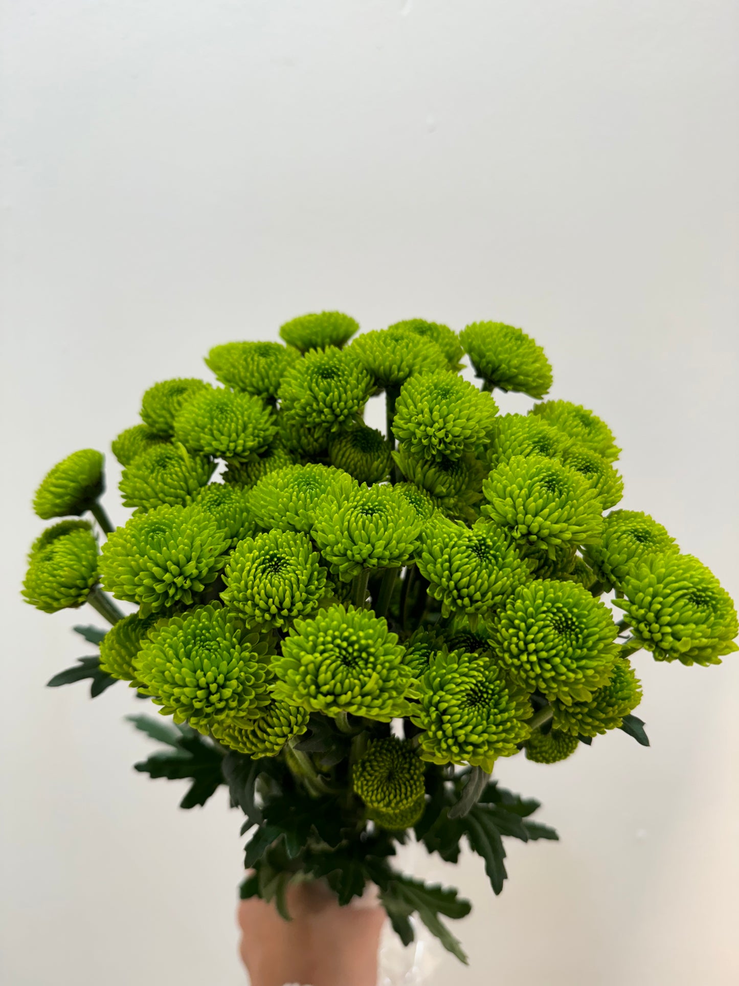 Pompon Daisy Bunch Green