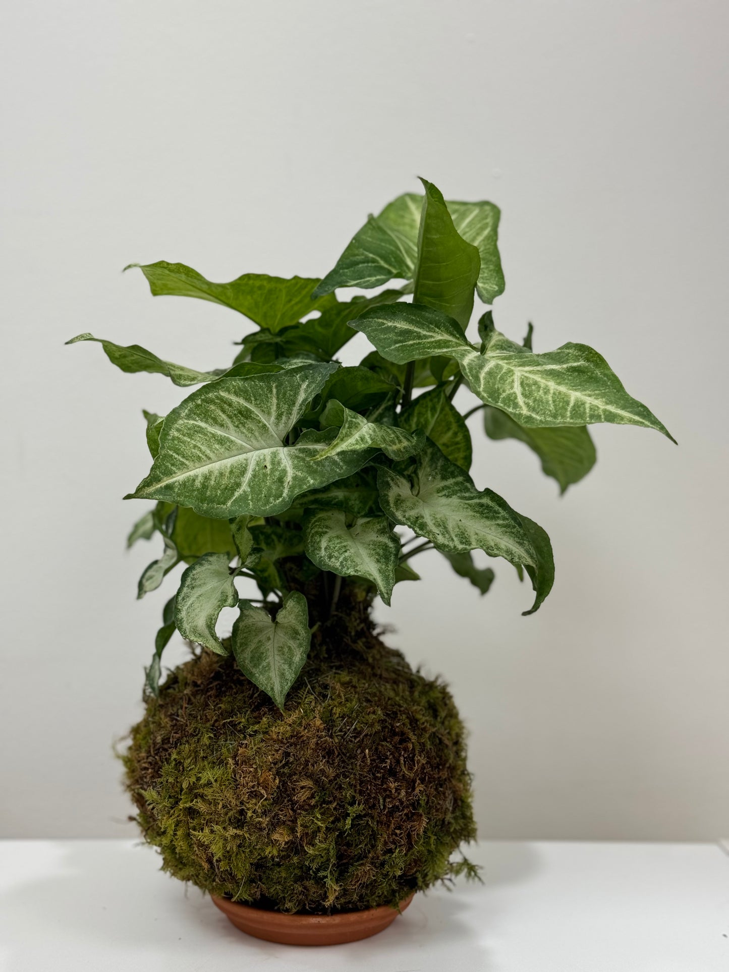 Kokedama Syngonium Arrowhead