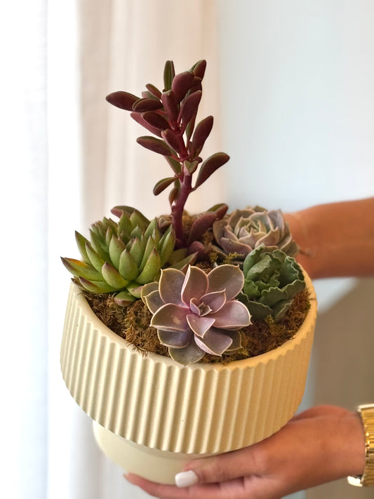 Ivory Succulent