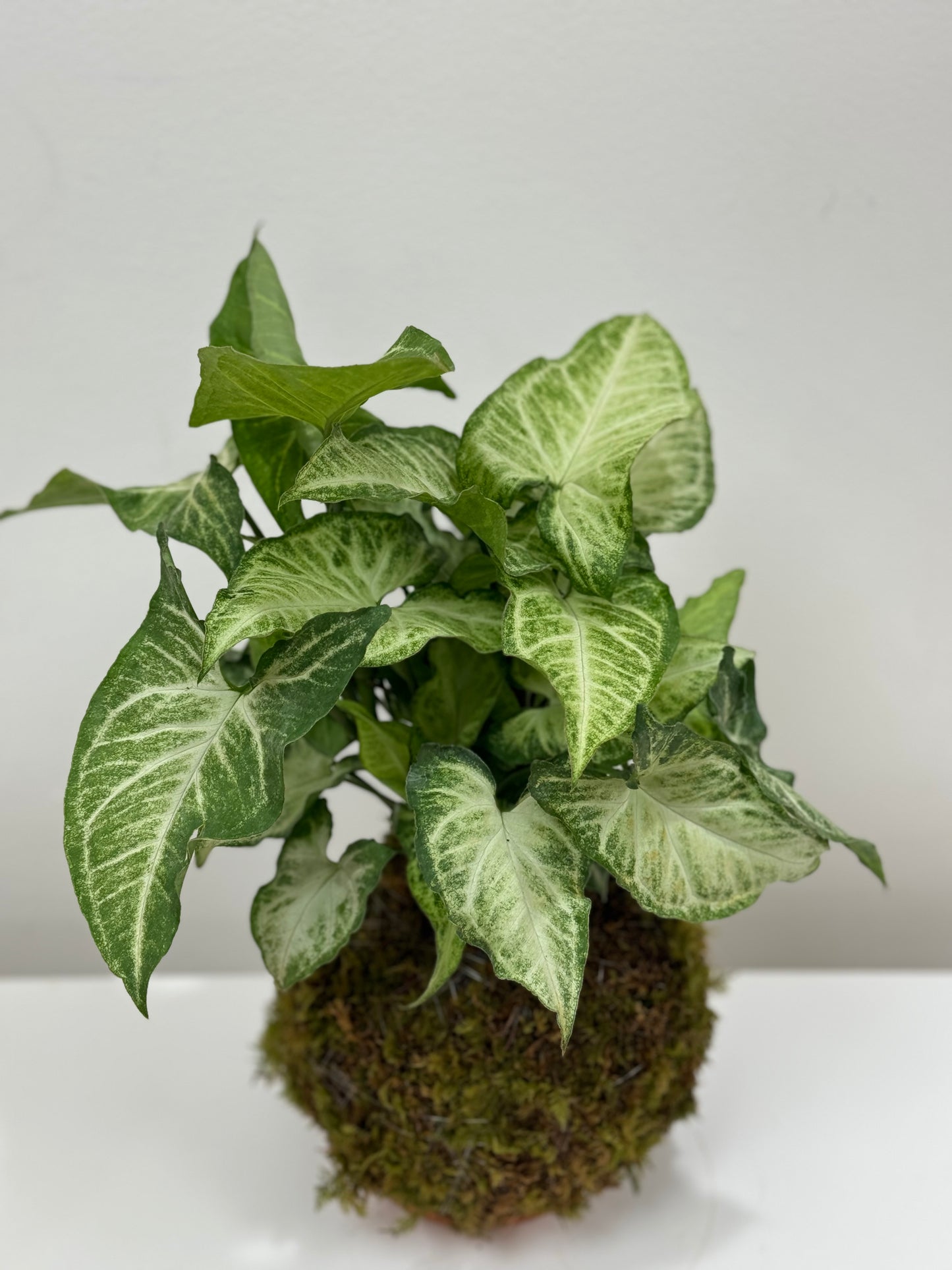 Kokedama Syngonium Arrowhead