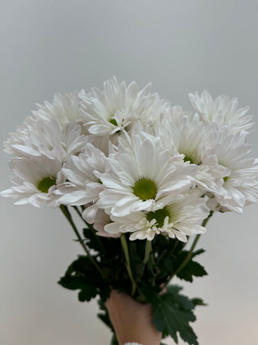 Daisy Bunch White