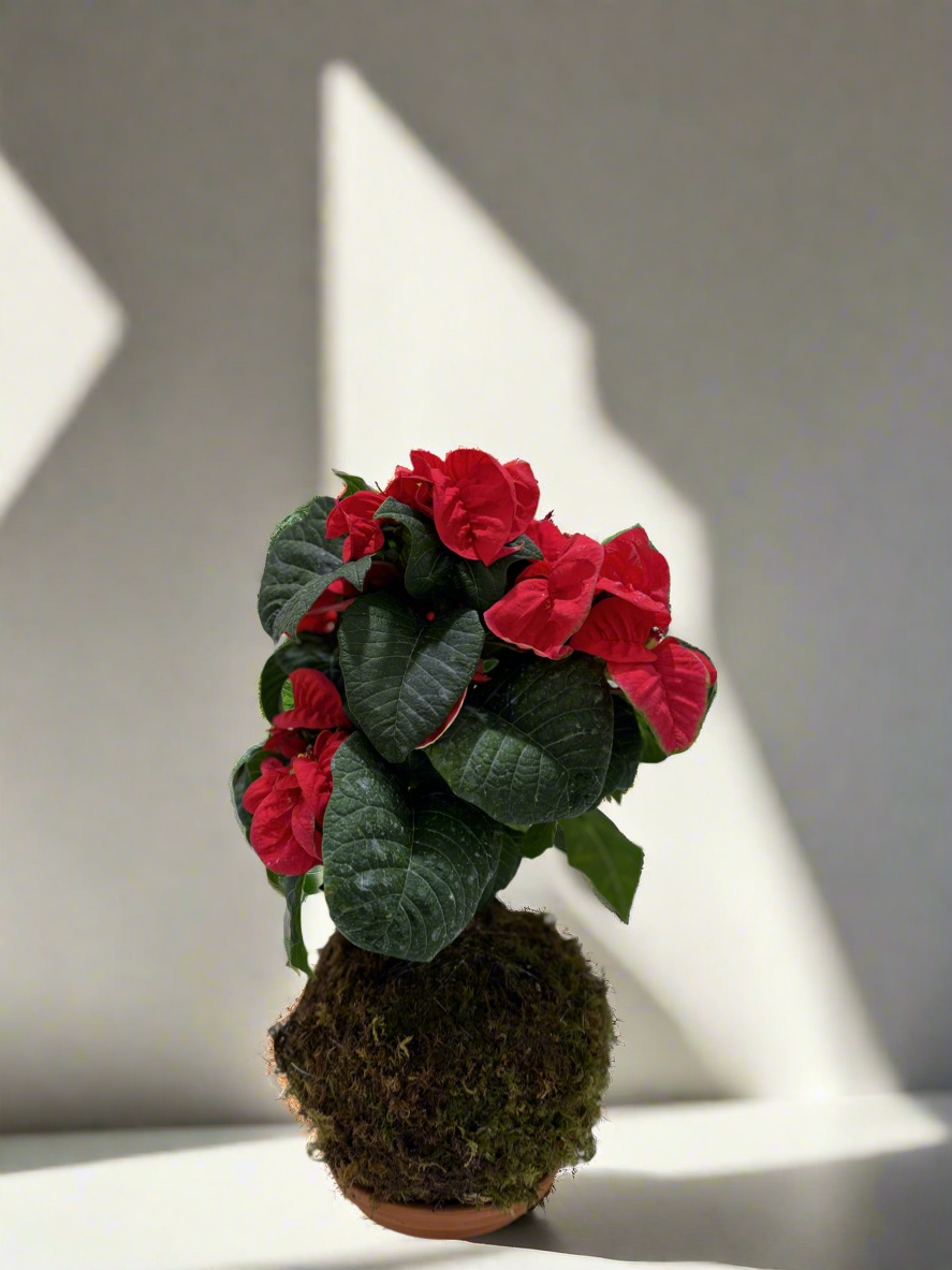 Pascua Poinsettia Rizada  Kokedama