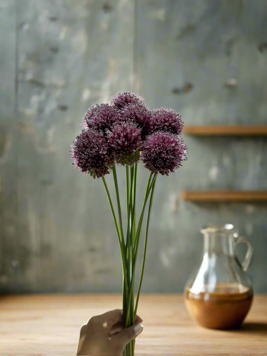 Allium Purple Bullet