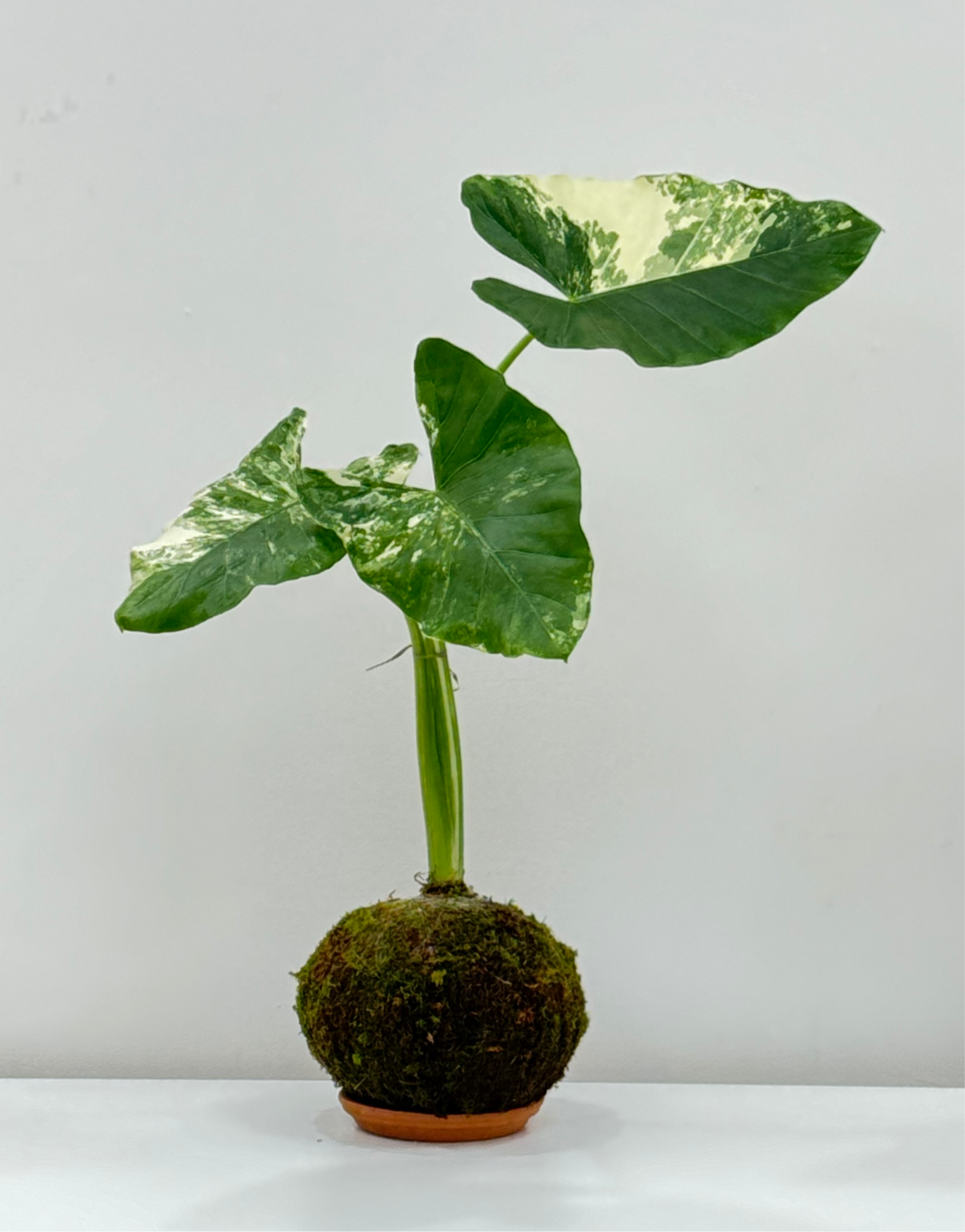 Alocasia Variegada Kokedama