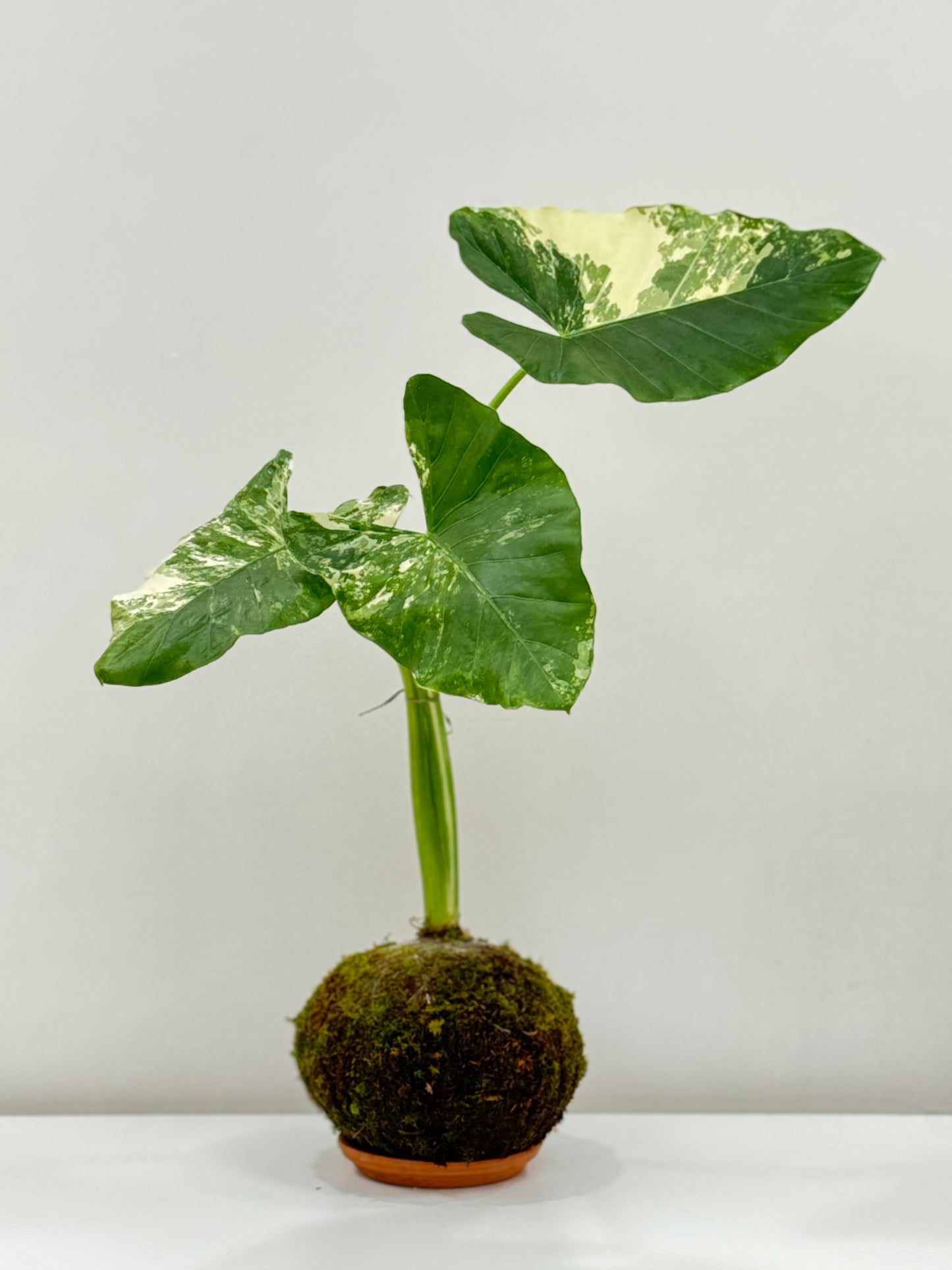 Alocasia Variegada Kokedama