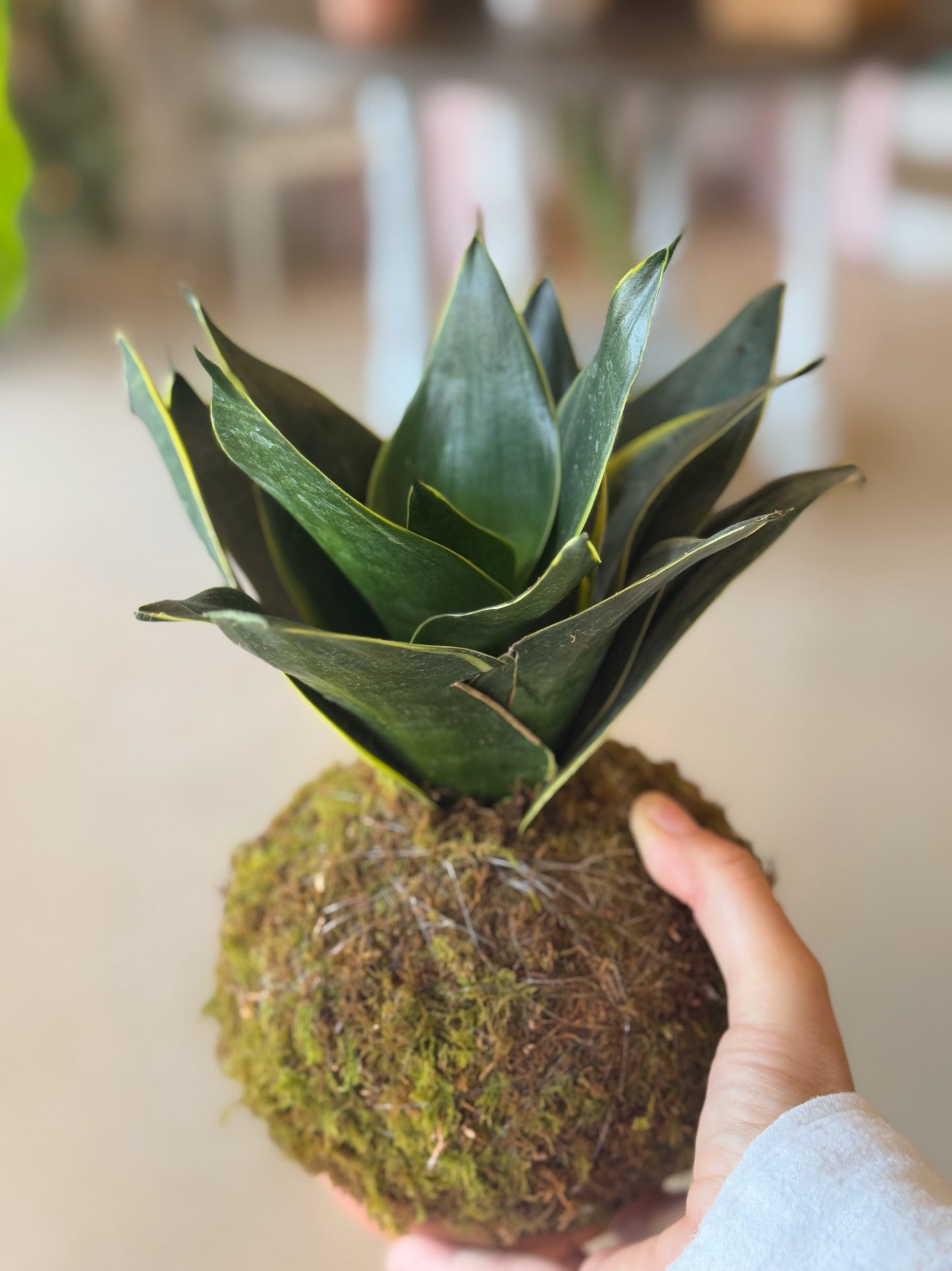 Kokedama Sansiveria ‘Lengua de Vaca’