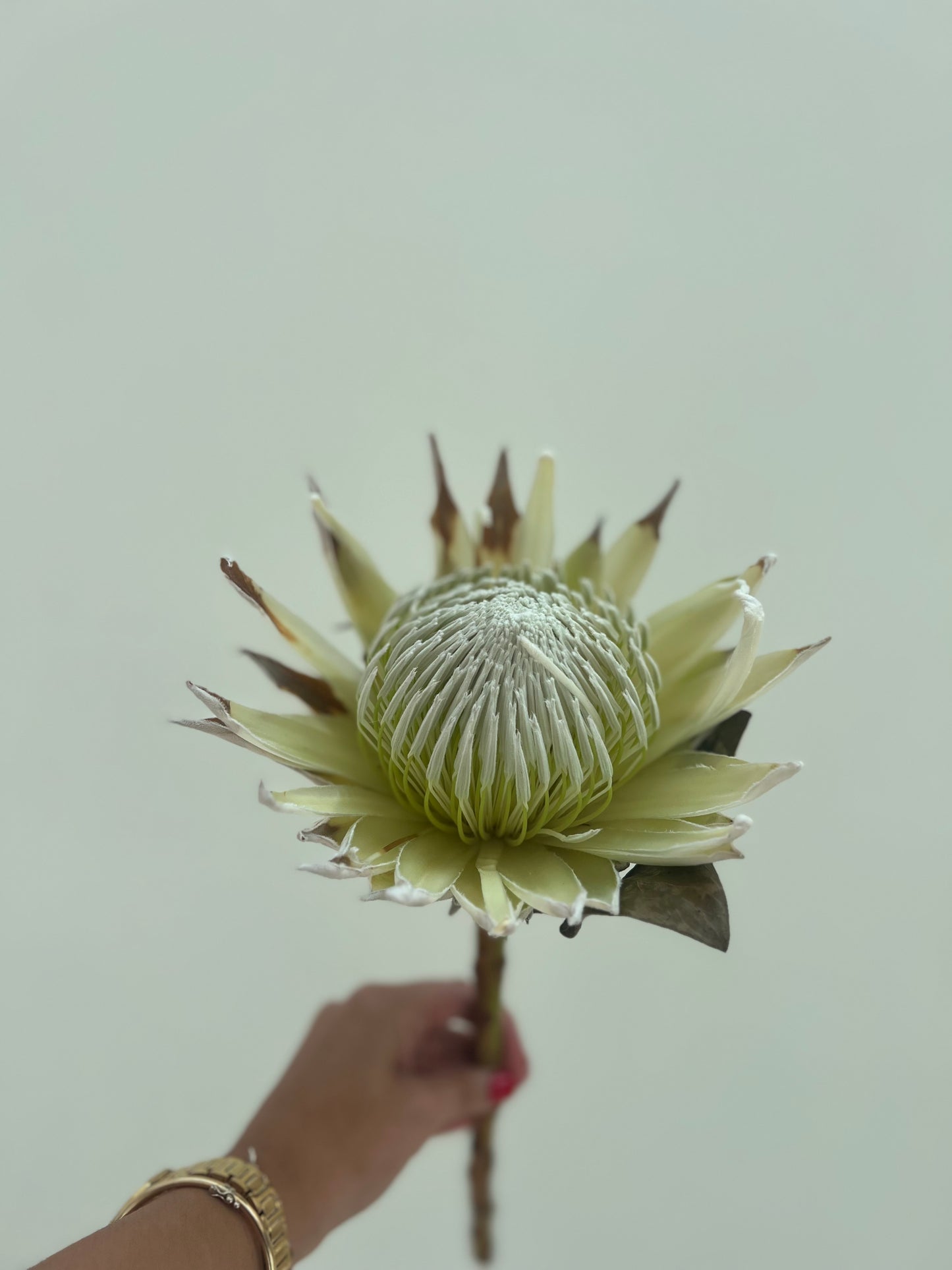 King Protea White