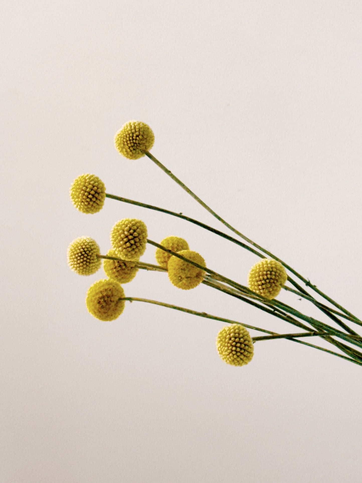 Crespidia Dried Bunch Yellow