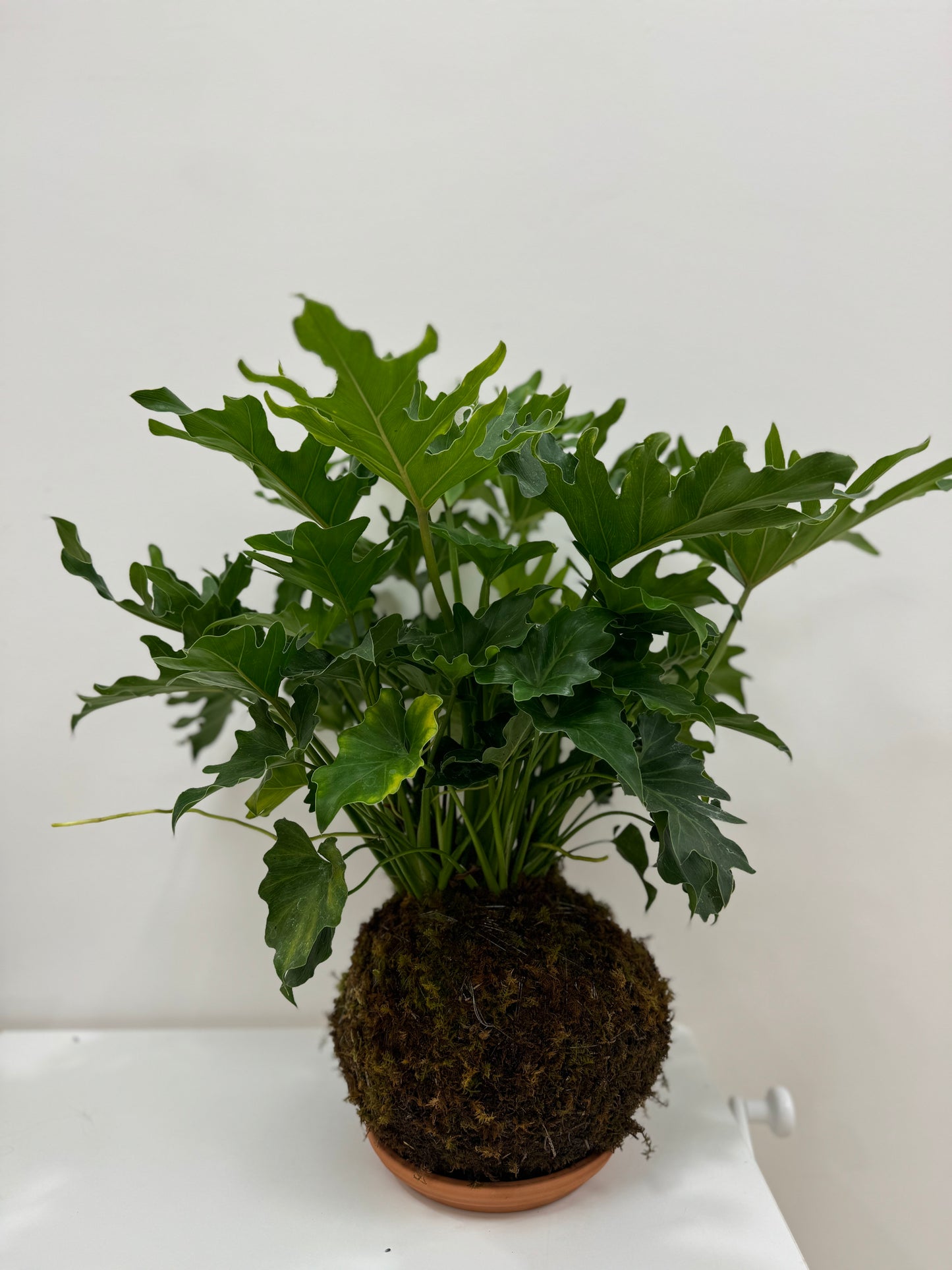 Kokedama Philodendrum