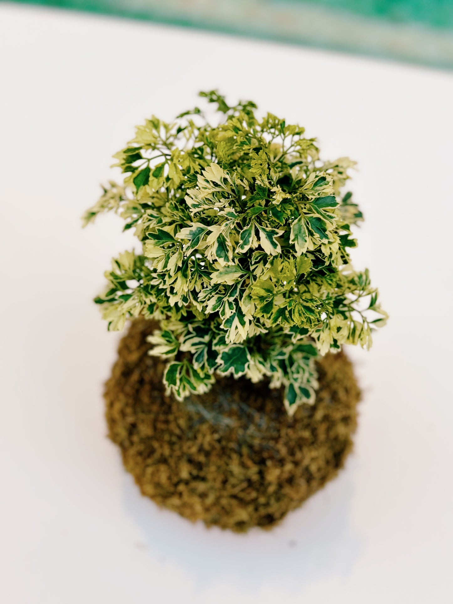 Aralia Parsley Kokedama