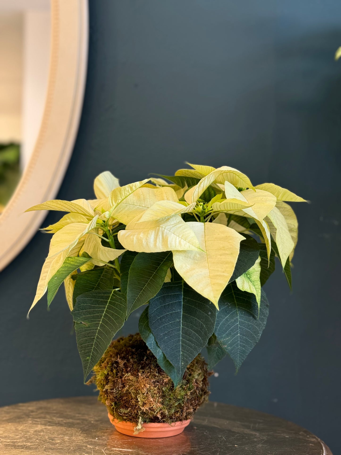 Pascua Poinsettia Blanca Kokedama