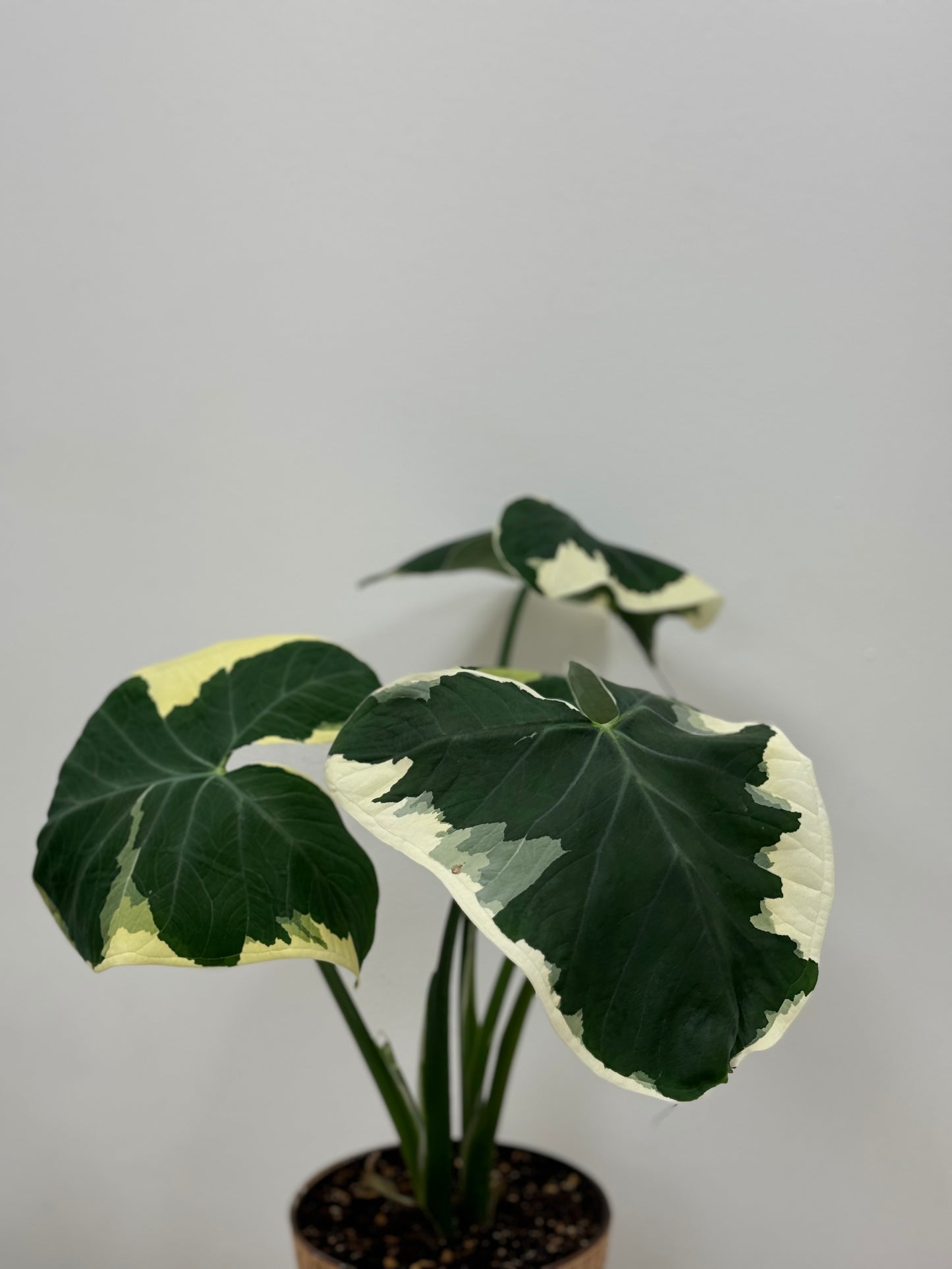 Alocasia Mickey Mouse Potted