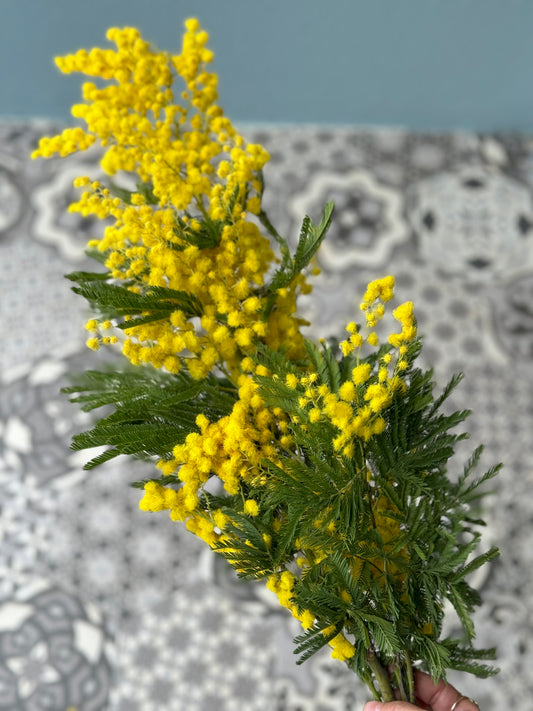Mimosa Bunch