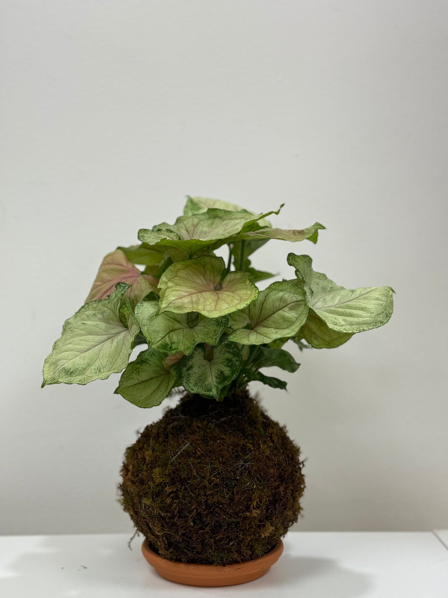 Kokedama Syngonium Cream Allusion