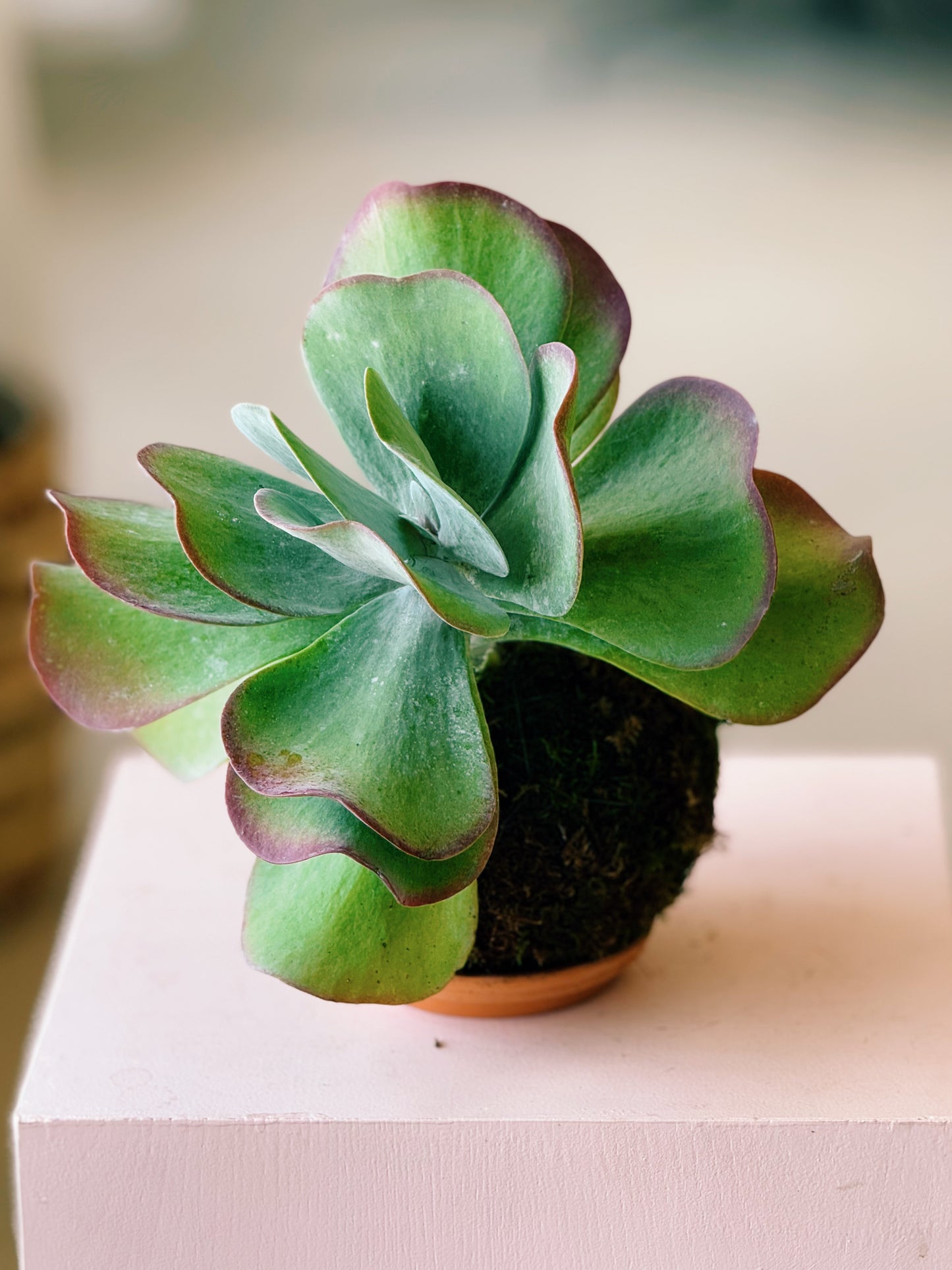 Kalanchoe Flapjacks Kokedama