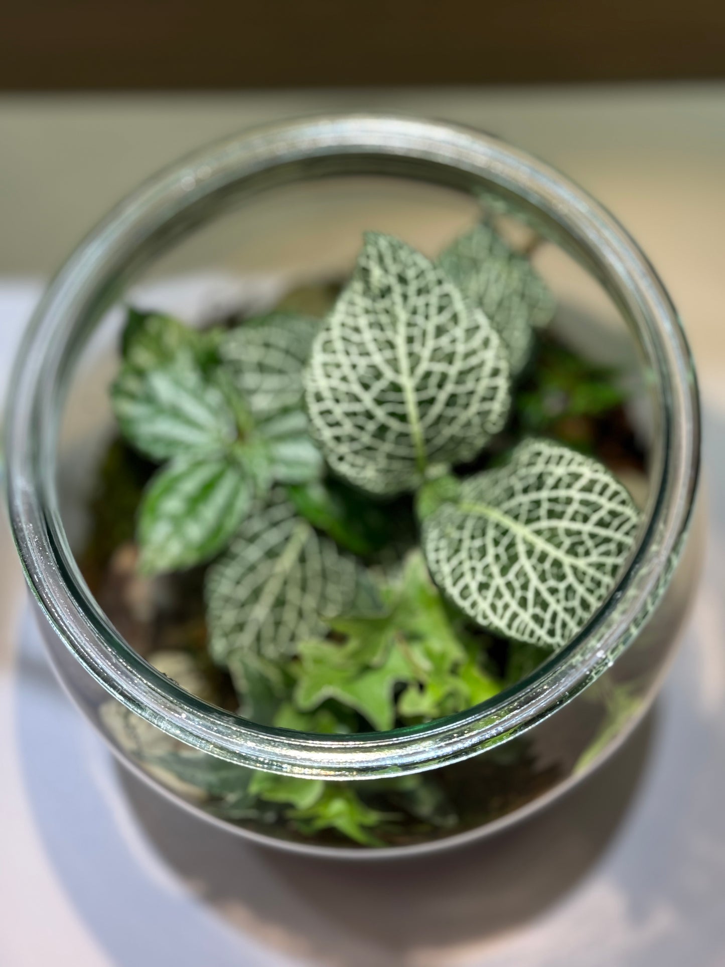 Terrarium Jar