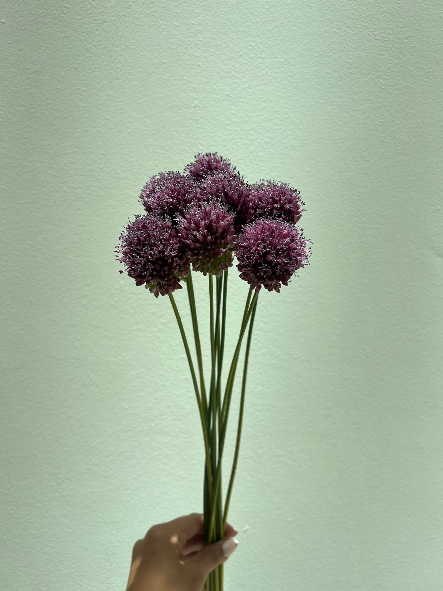 Allium Purple Bullet