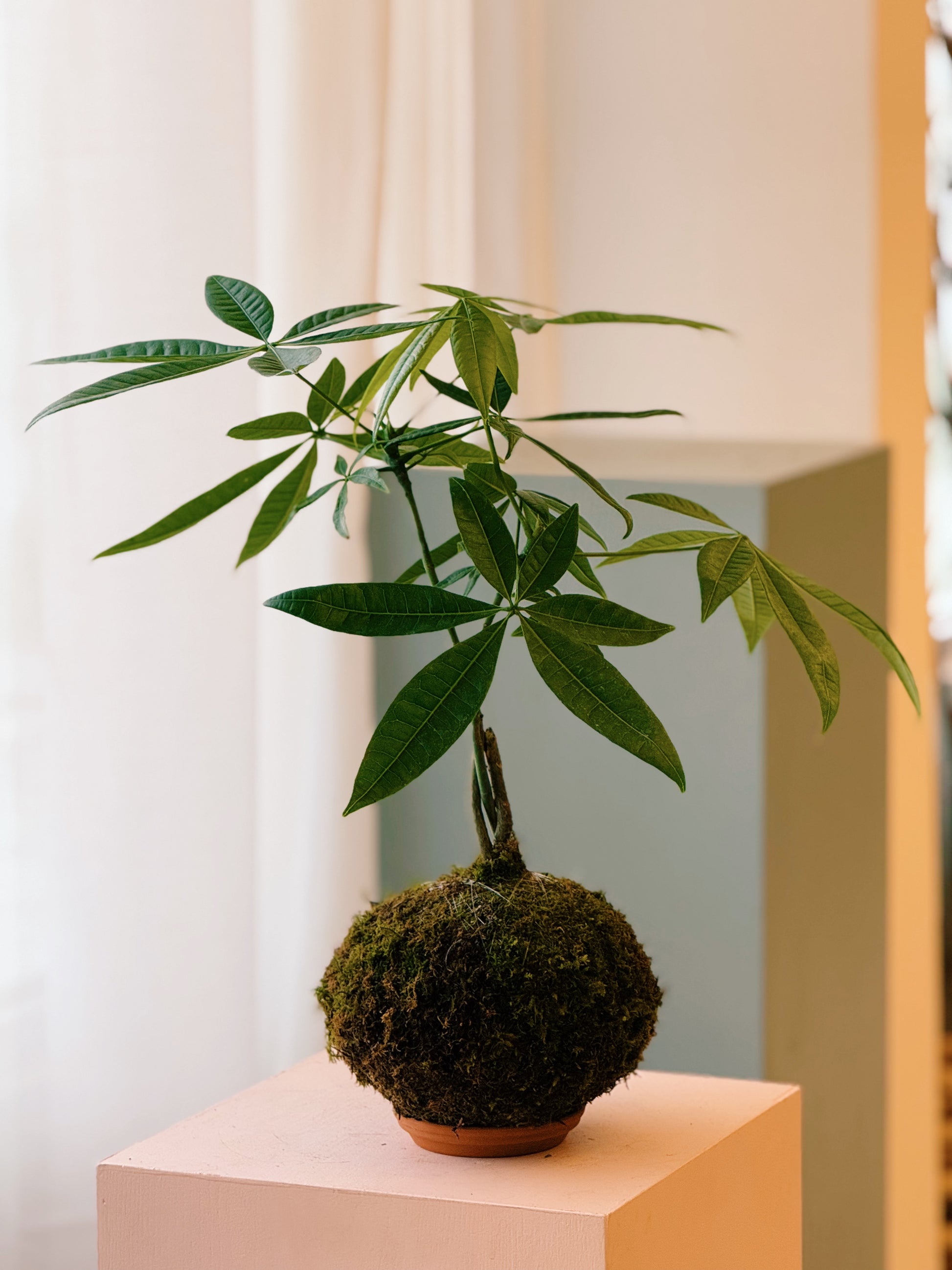 Kokedama Money Tree 