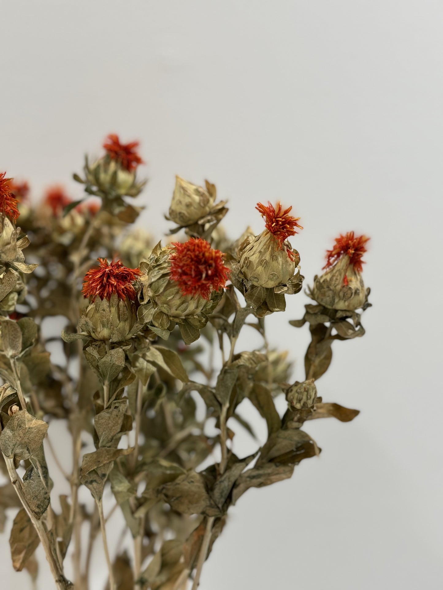 Safflower Bunch Dried