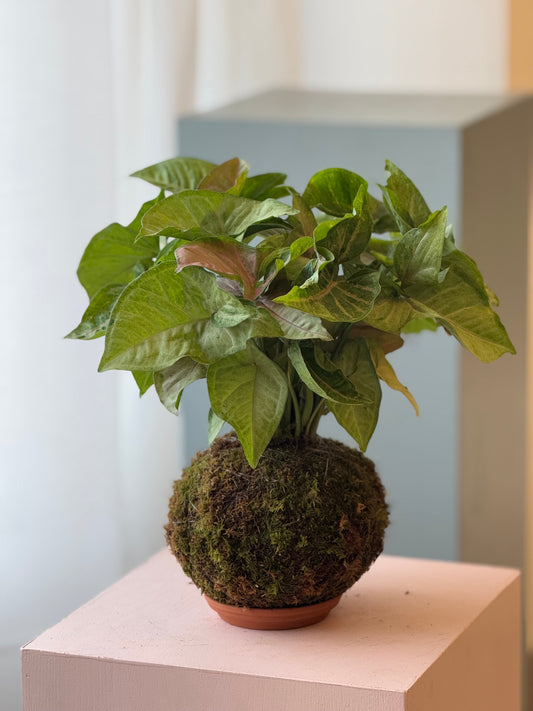 kokedama arrowhead flowers culture 