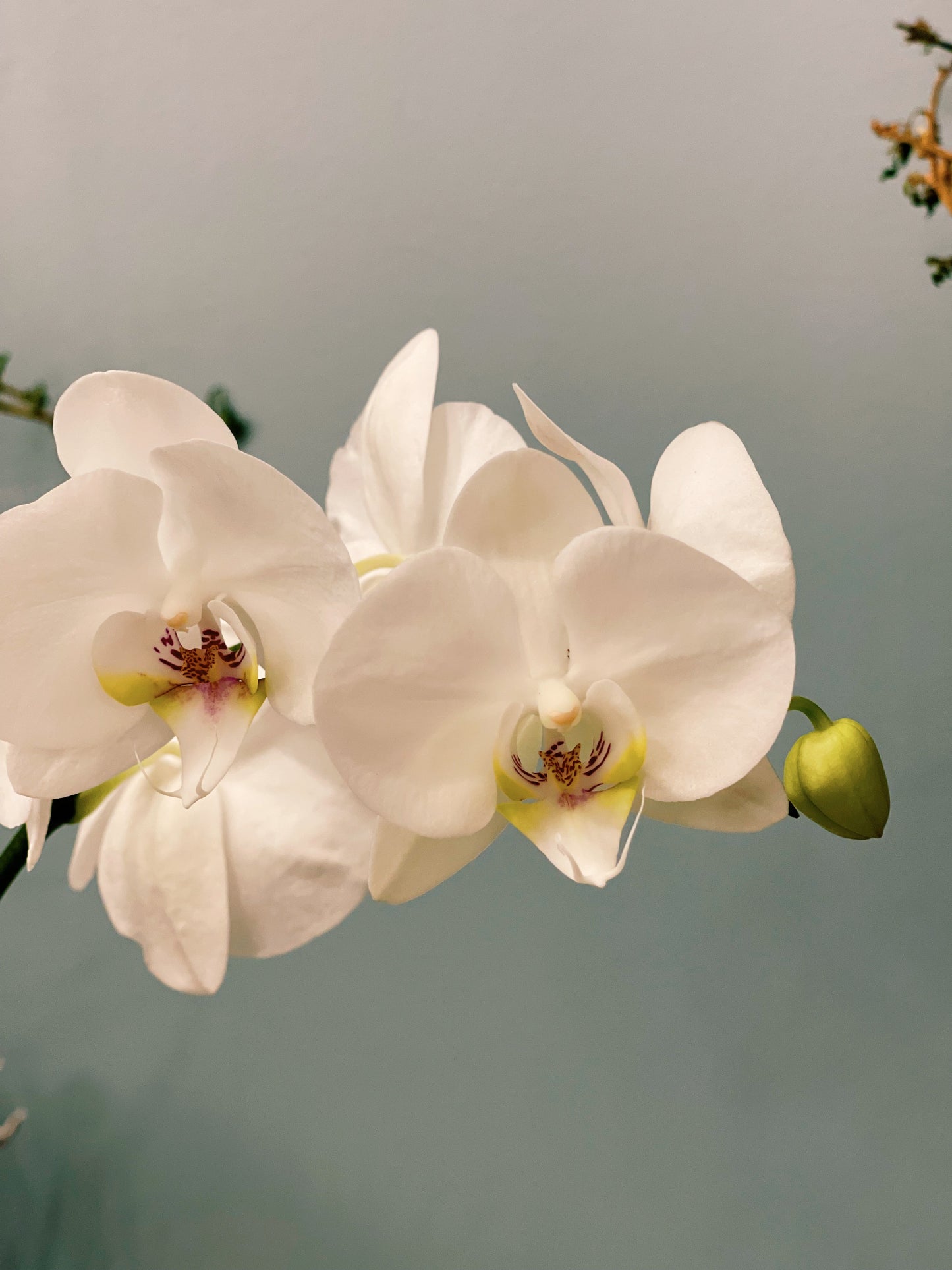 Kokedama Phalaenopsis Orchid Small