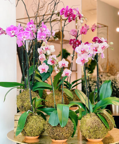 Kokedama Phalaenopsis Orchid