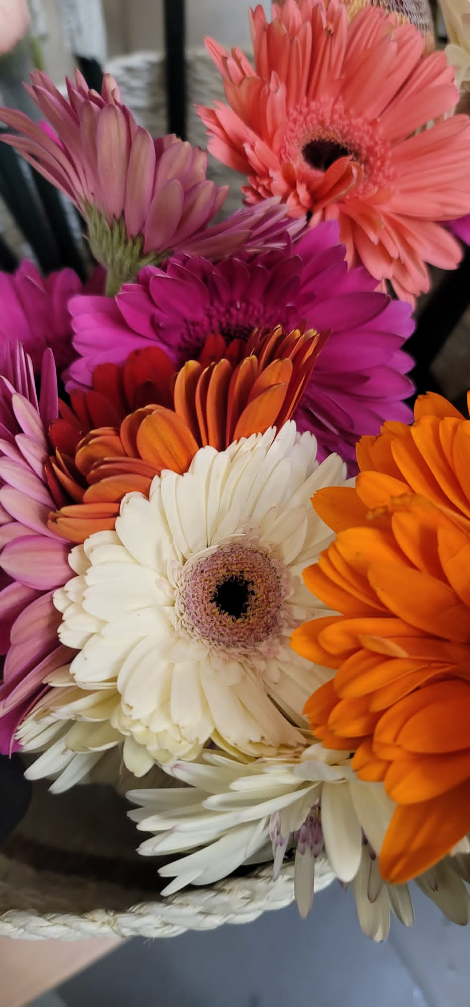 Gerbera